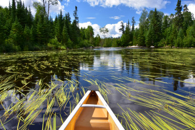 Paddling the Reedway