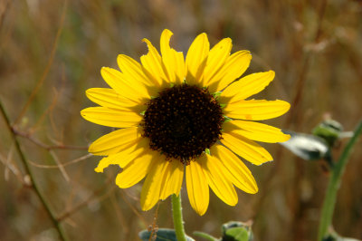 Glorious Desert Flower