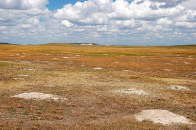 Prairie Dog Ground