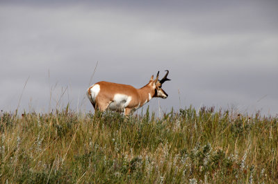 Antelope