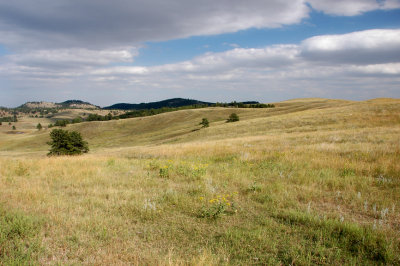 Grasslands of Custer State Park