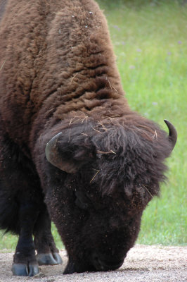 Hungry Buffalo