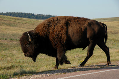 Mighty Buffalo