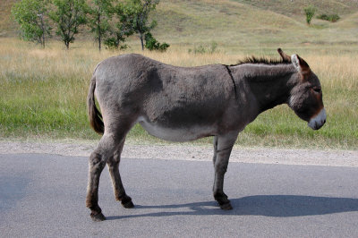 Mule Pose