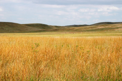 Prairie Grasses of the Wildlife Loop