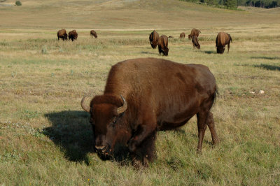 Serious Buffalo