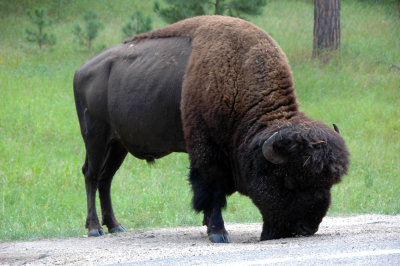 Tatanka