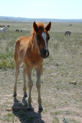 The Black Hills Wild Horse Sanctuary