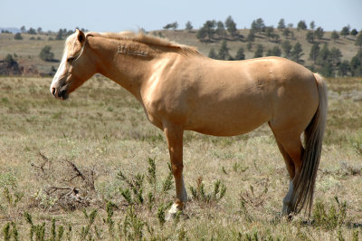 The Black Hills Wild Horse Sanctuary