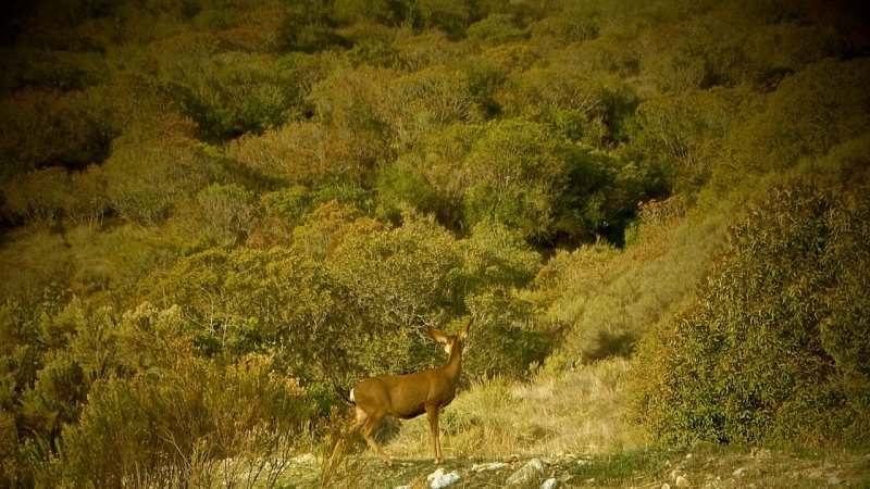 Deer on Creek
