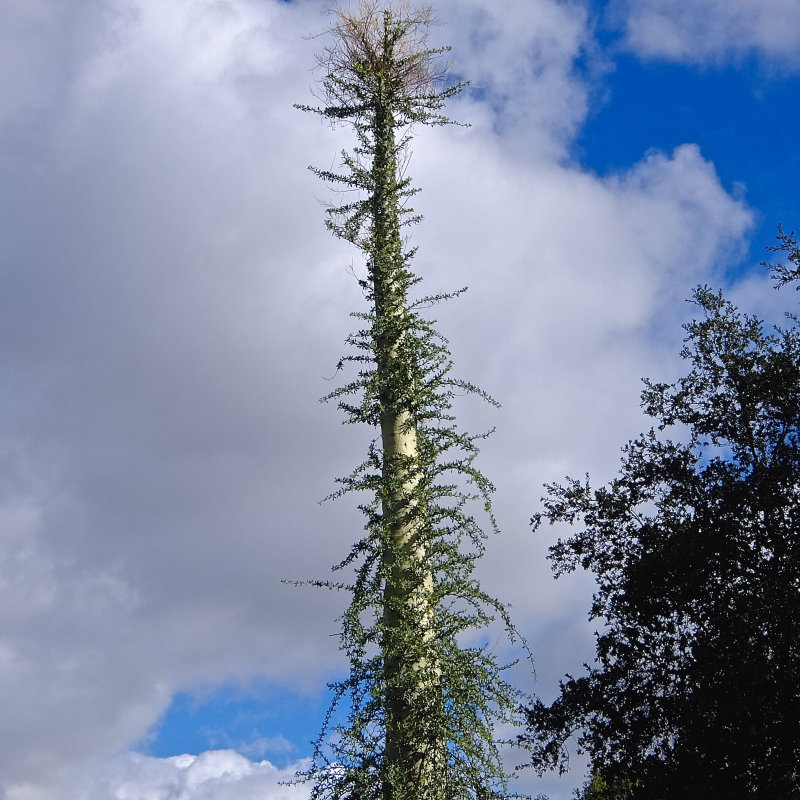 Fouquieria columnaris