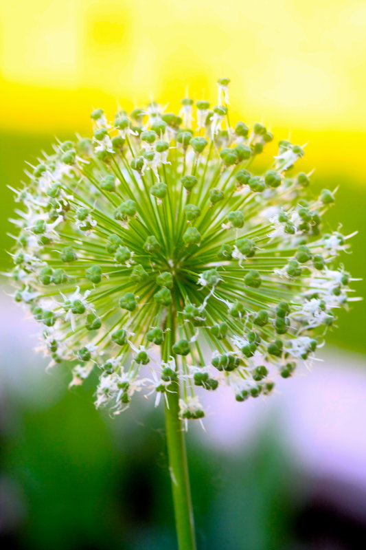 Spring is Blooming
