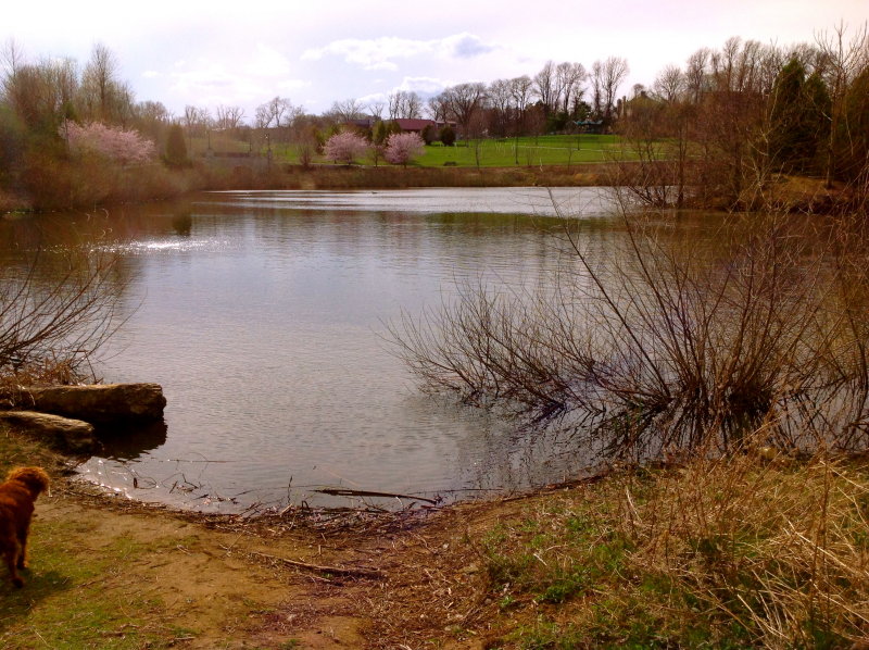 Wilson Park Blues