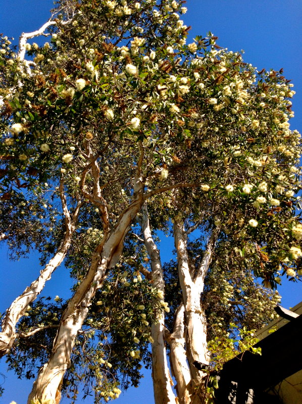 San Diego Trees