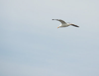 Gull on the wing