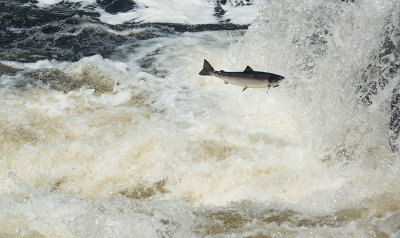 Atlantic Salmon