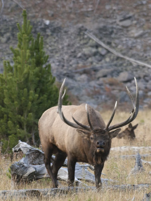 Elk