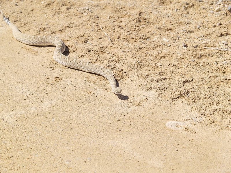 Western Diamondback Rattlesnake