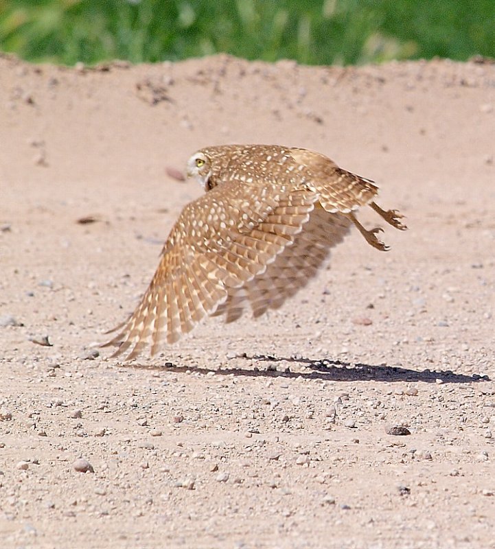 Burrowing Owl BIF