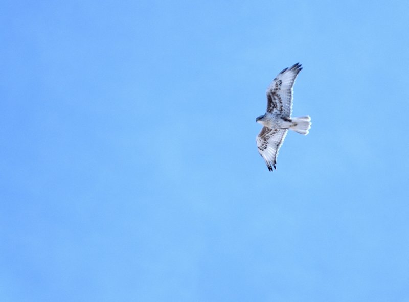Ferruginous Hawk