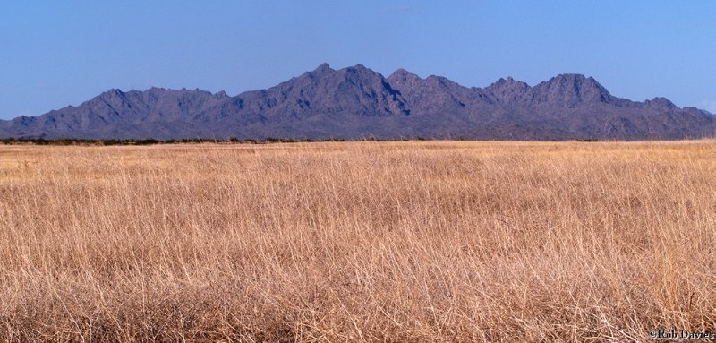 Arid Sonoran Desert