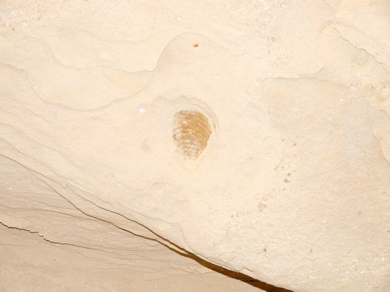 LB148054 escalante fossil - clamshell.jpg