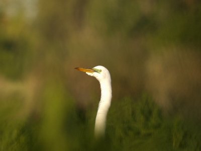 Great Egret