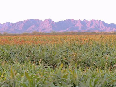 Sonoran Desert Irrigation