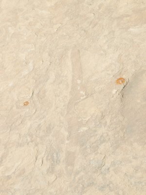 LB148014 dinasaur bone fossil.jpg