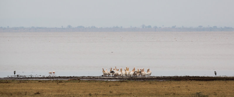 A scoop of Pelicans.  (collective nouns are awesome)