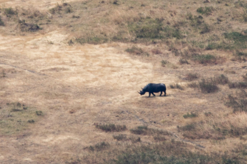 Black rhino far below.  This was taken from the crater rim which is 2000ft above the floor.