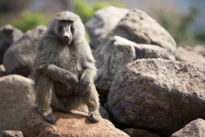 Baboon hanging out near the road.