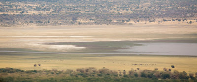 Maasai herding cattle near the lake.