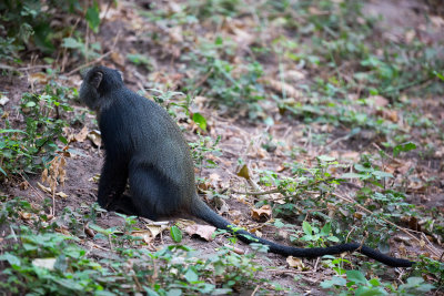 A Blue Monkey, they have very long tails!