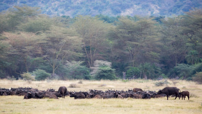 Herd of Water Buffalo in the grass.