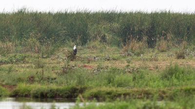 An African Fish Eagle far in the distance.