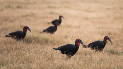 Southern Ground Hornbills.