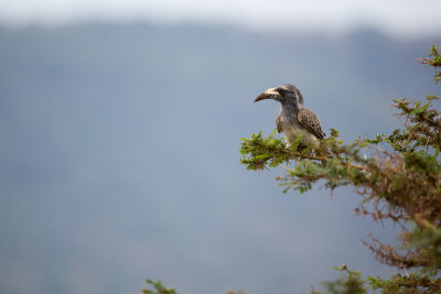 An African Grey Hornbill.
