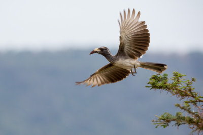 African Grey Hornbill in flight.