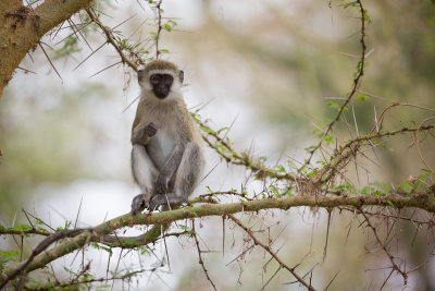 Vervet Monkey.