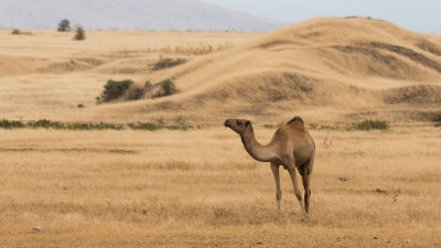 Camel grazing near the Meserani Snake Park outside Arusha.
