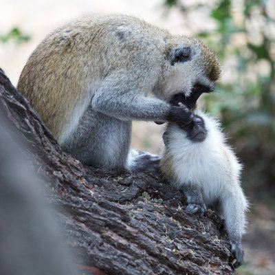 Vervet Monkeys grooming at the entrance to Tarangire National Park.