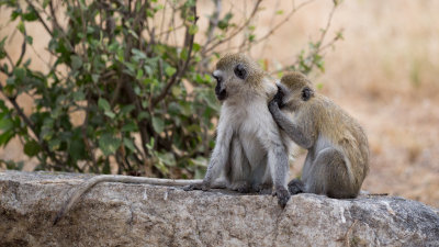 Grooming Vervet Monkeys.