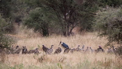 A Marabou Stork among a large colony of vultures.