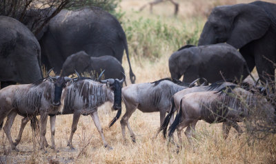 Wildebeest in front of a herd of Elephants.