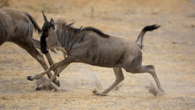 Running juvenile wildebeest.