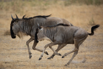 Wildebeest mid-stride.