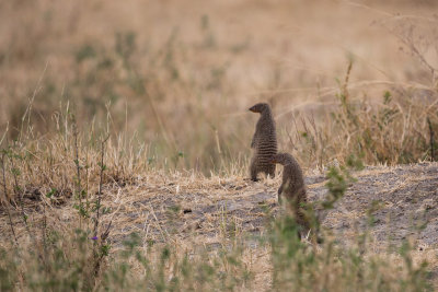 Dwarf Mongeese on the lookout.