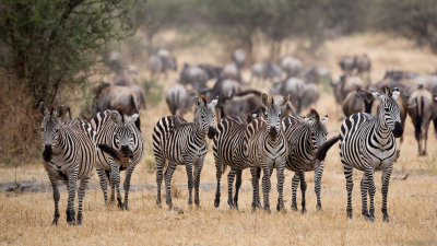 A line up of Zebras.