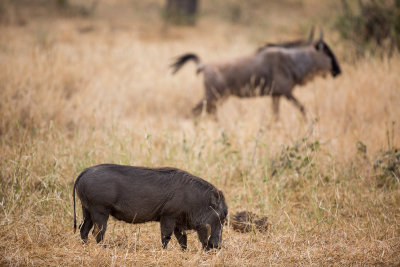 Warthog in front of a Wildebeest.
